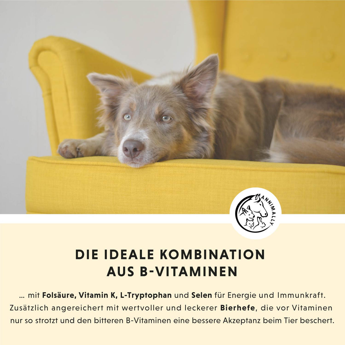 Set mit Futterzusätzen für Hunde & Katzen: Bestseller-Box mit den beliebtesten Produkten