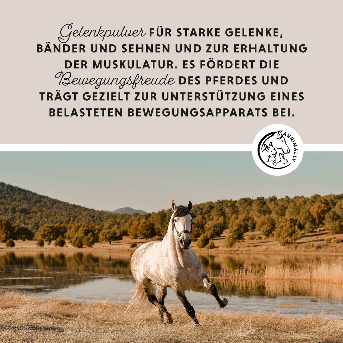 Set mit Futterzusätzen für Pferde: Bestseller-Box Pferd mit den beliebtesten Produkten