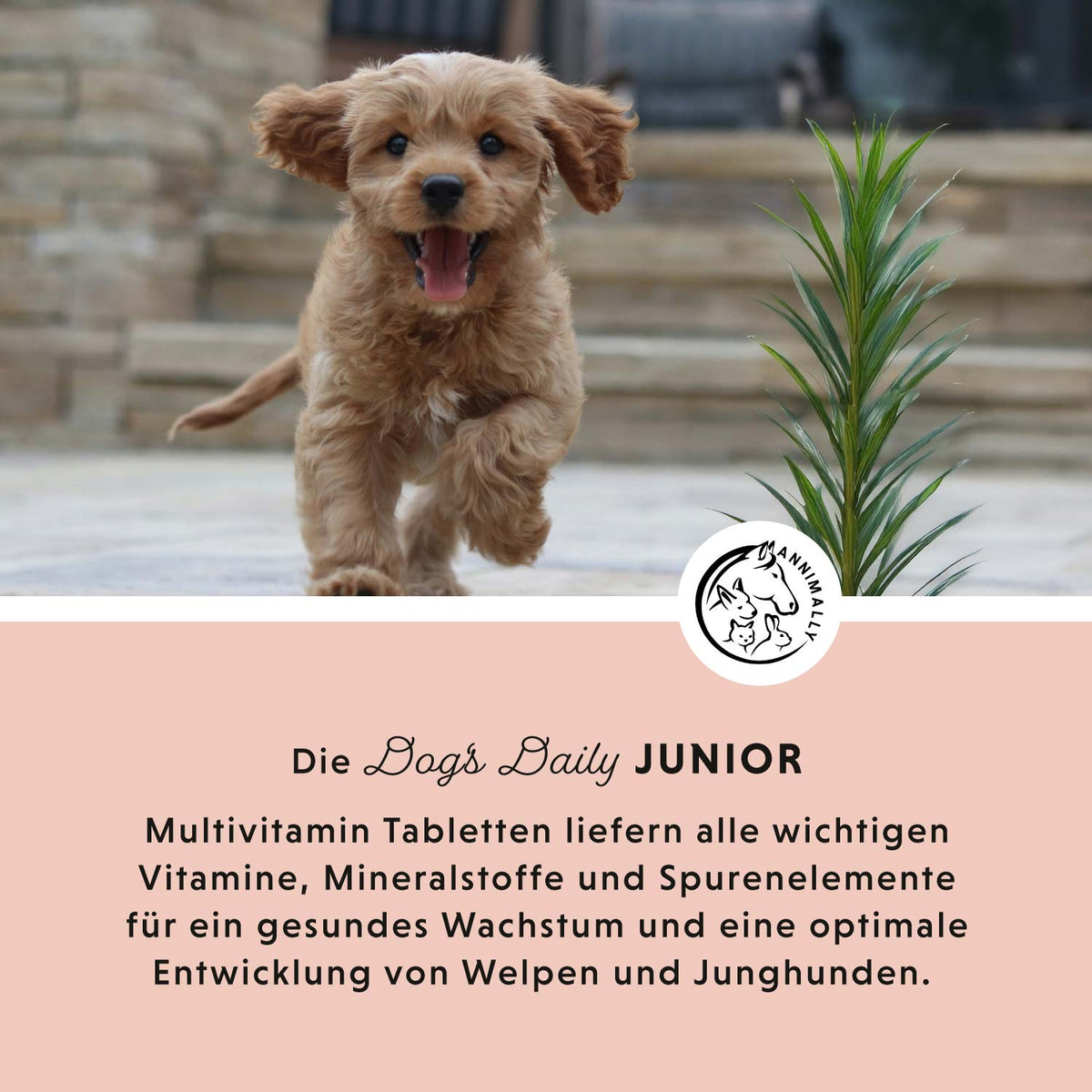 Welpen-Box für die gesunde Entwicklung – Set mit Futterzusätzen für Hunde