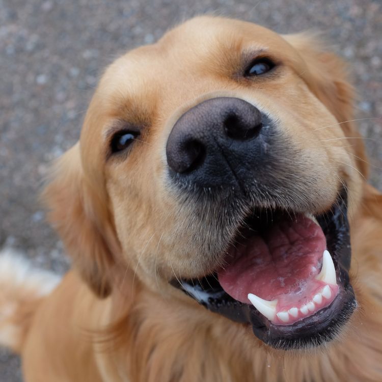 Zahnpflege für Hunde – einfach in den Alltag eingebaut