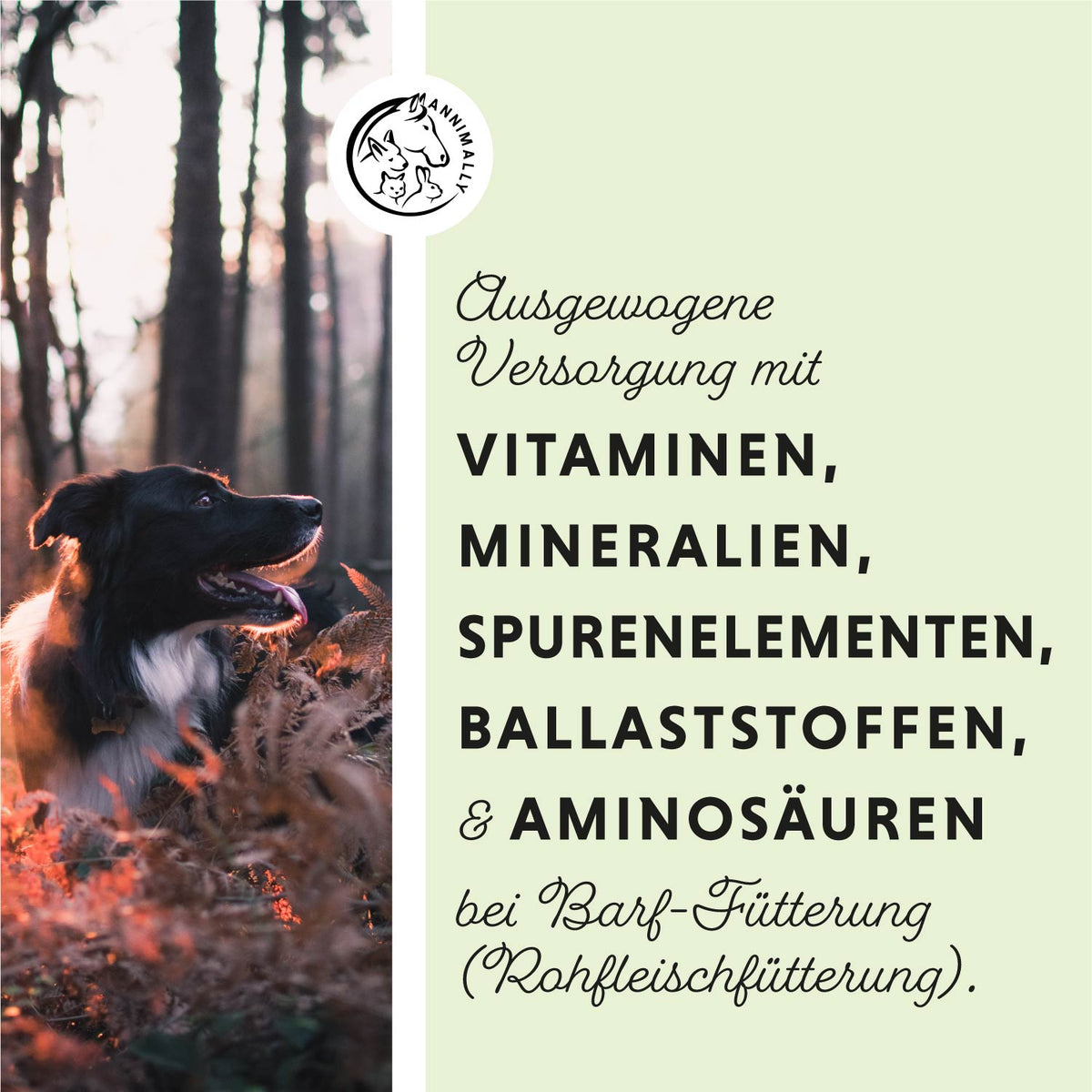 Barf-Box von Annimally – Box mit Futtertoppings für Hunde & Katzen