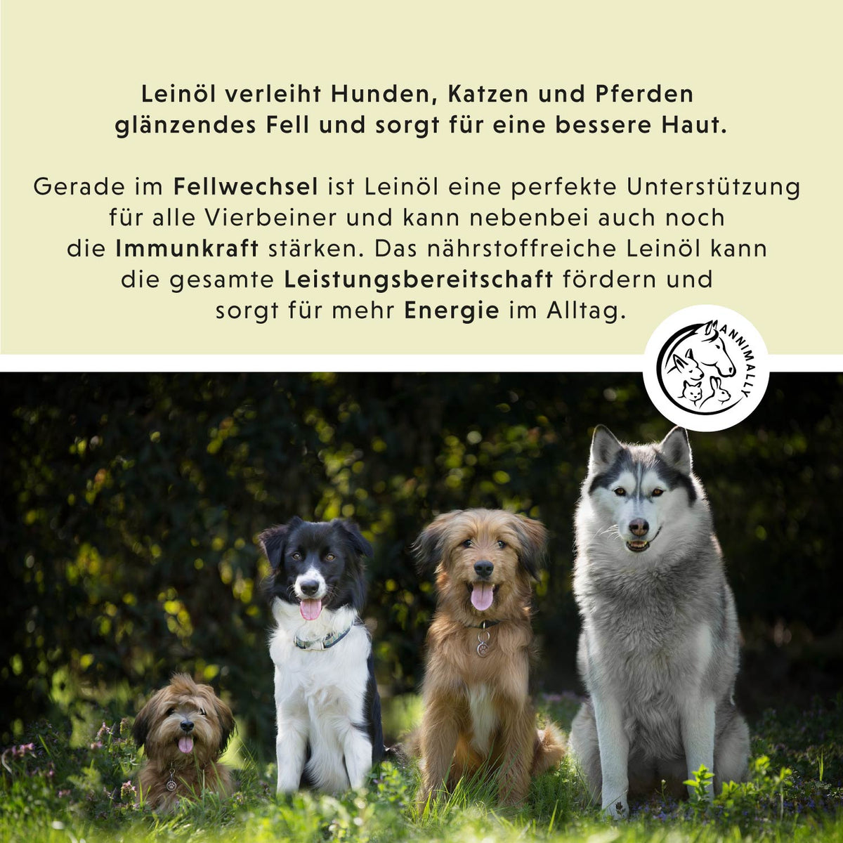 Box mit Futtertoppings für Hunde: Natur-Box mit natürlichen Wirkstoffen